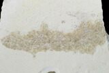 Eryon Crustacean - Solnhofen Limestone #130604-2